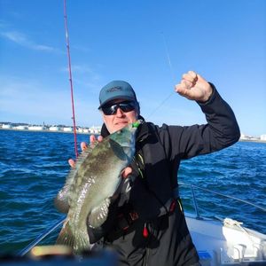 Ballan Wrasse
