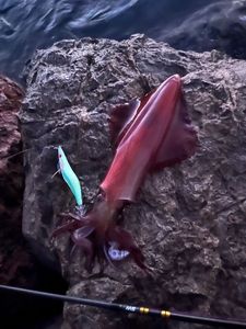 European Squid