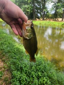 Largemouth Bass