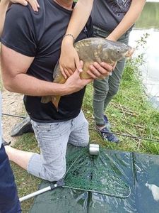Common Carp