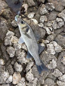 European Bass (Seabass)