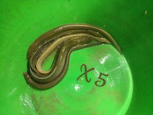 European Eel (Common Eel)