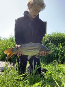 Common Carp