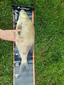 Common Bream