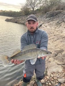 Zander
