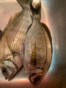 Black Seabream