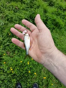 Roach