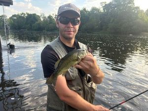 Largemouth Bass