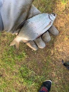 Common Bream