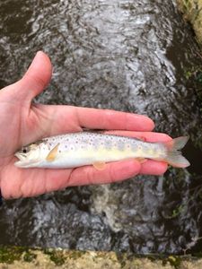 Brown Trout