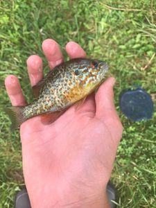 Green Sunfish