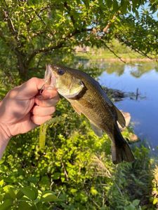 Largemouth Bass