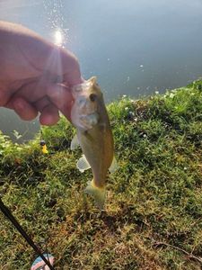 Largemouth Bass