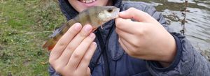 European Perch