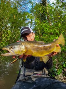 Brown Trout