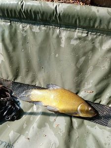 Tench