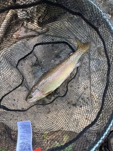 Rainbow Trout
