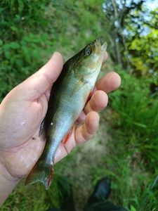 European Perch