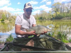 Common Carp