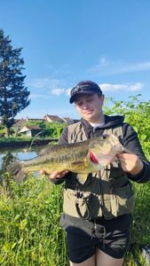 Smallmouth Bass
