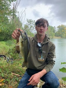 Largemouth Bass