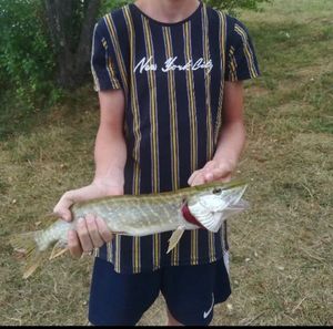 Northern Pike