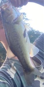 Largemouth Bass