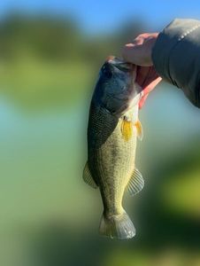 Largemouth Bass