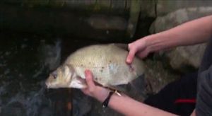 Common Bream