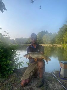 Common Carp