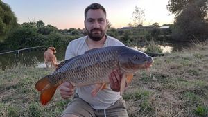 Common Carp