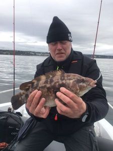 Ballan Wrasse