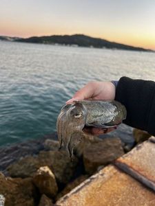 Common Cuttlefish