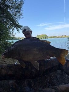 Mirror Carp