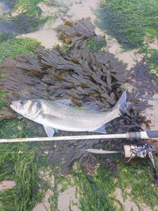 European Bass (Seabass)