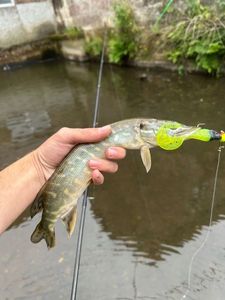 Northern Pike