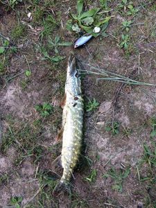 Northern Pike