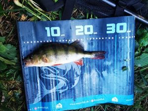 European Perch