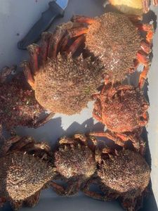 European Spider Crab