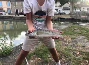 Zander