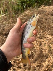Brown Trout