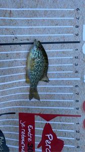 Green Sunfish