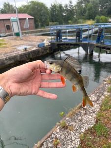 European Perch