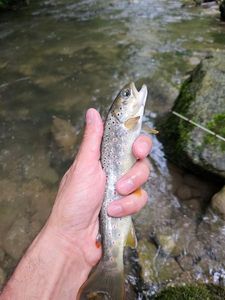 Brown Trout
