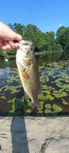 Largemouth Bass