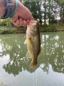 Largemouth Bass