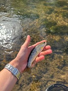 Brown Trout