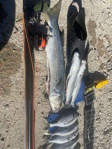 Gilthead Seabream