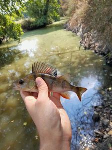 European Perch
