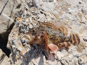 Brown Scorpionfish